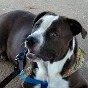 Meet your Posher, Bobby